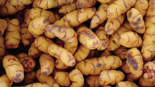 Types of Potatoes of the Quebrada de Humahuaca, Jujuy, Argintina